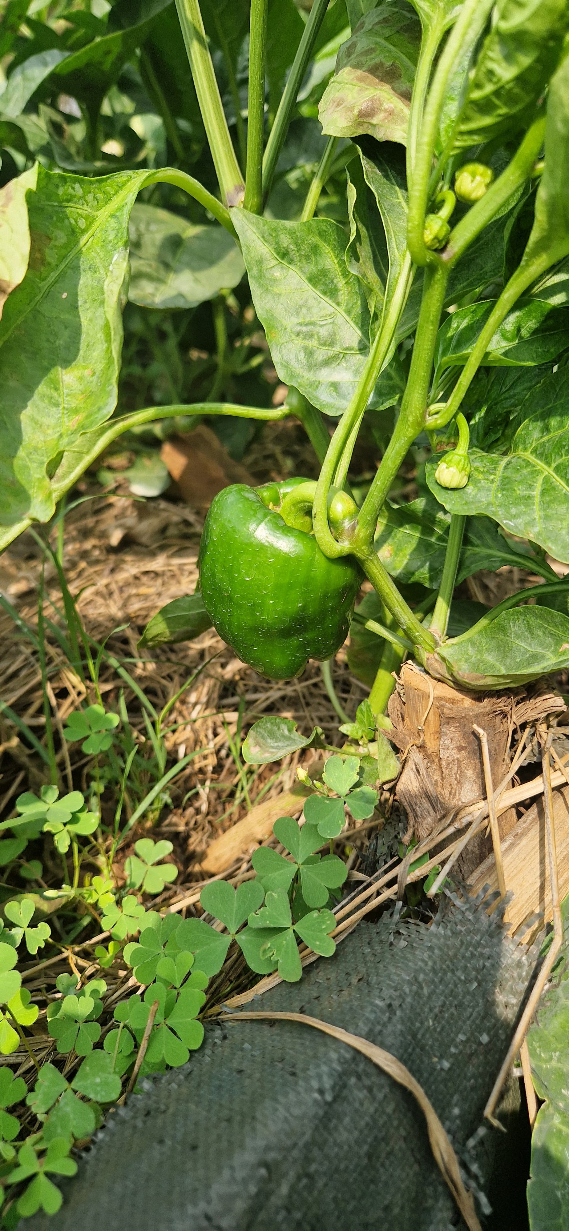 Le potager